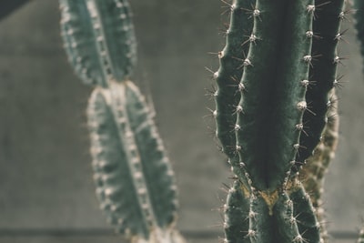 cactus plant photography
